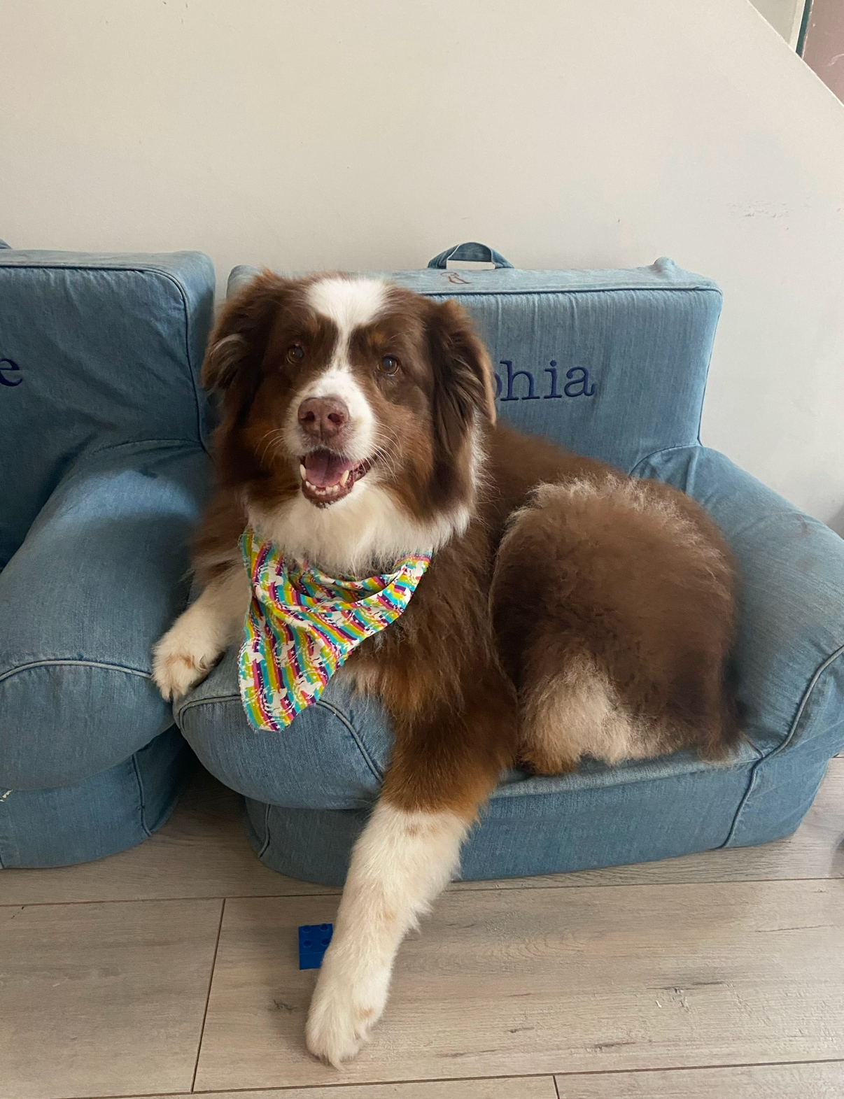 Pistol the dog