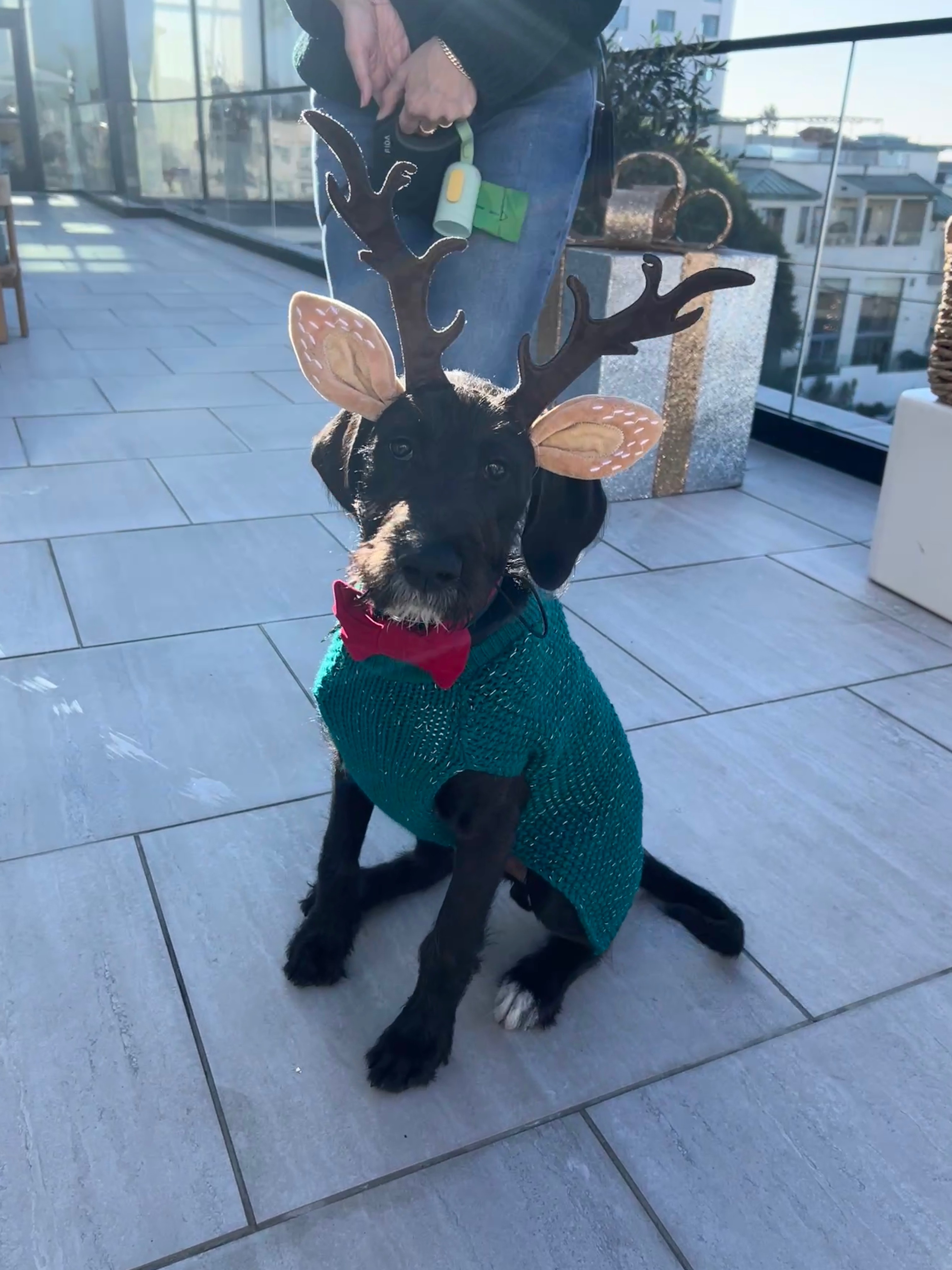 Wally as a reindeer