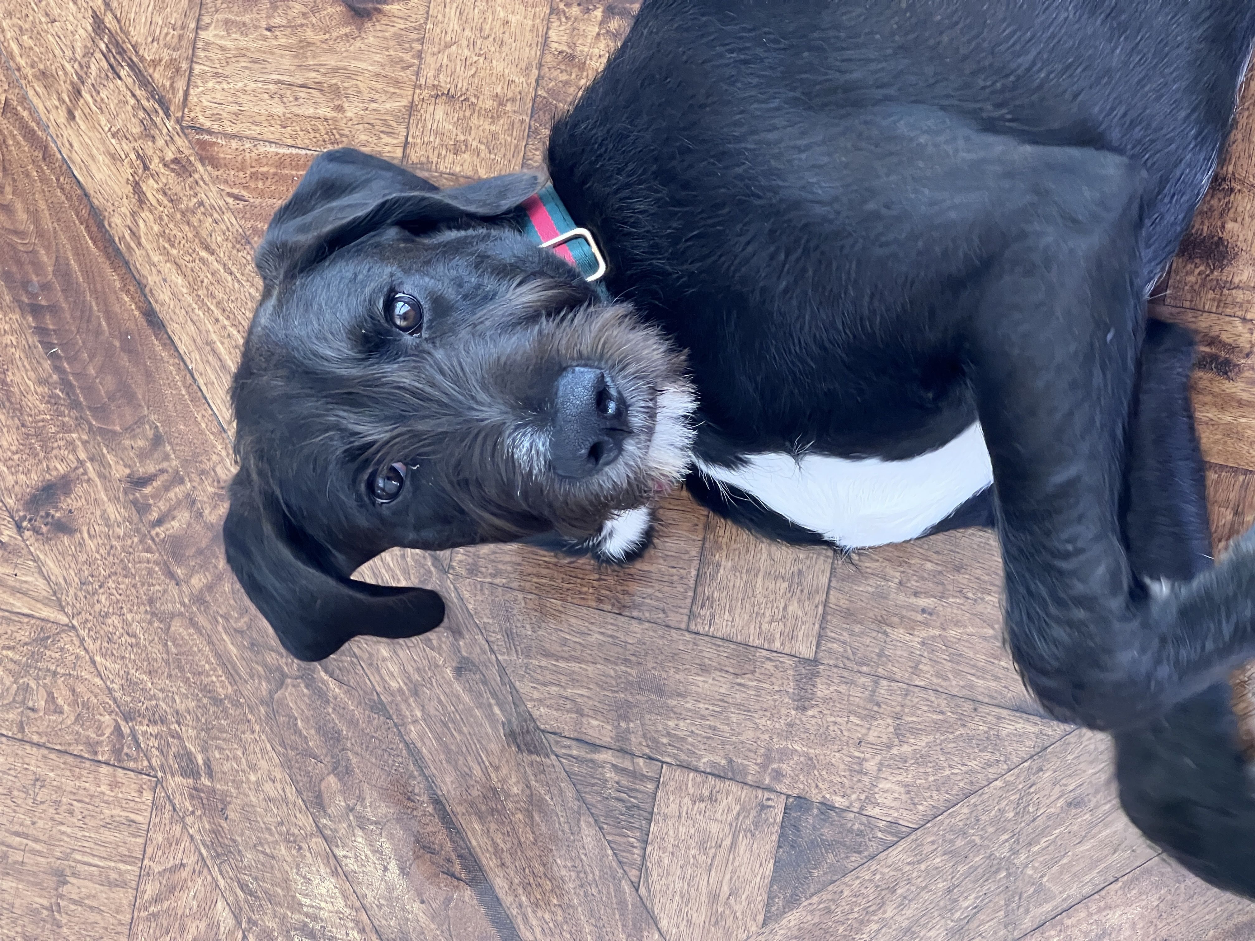 Wally doing a head tilt